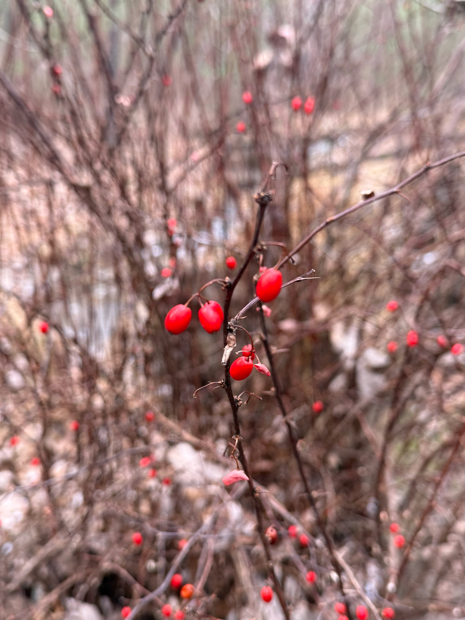 Crimson Pygmy Japanese Barberry