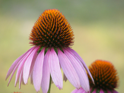 White Swan Coneflower
