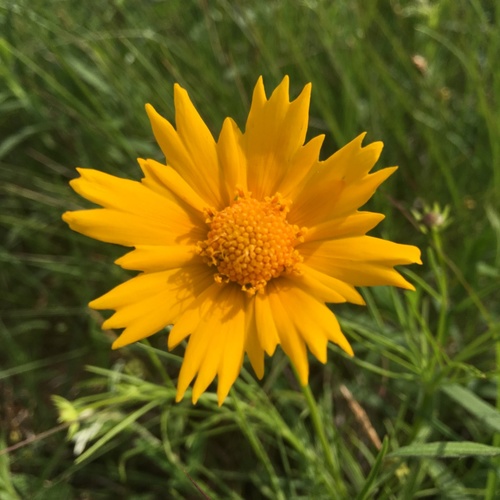 Tickseed