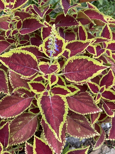 Coleus True
