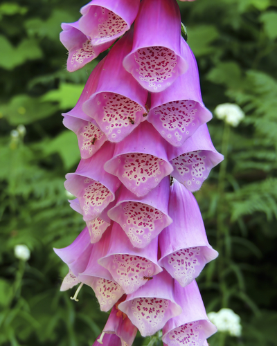 Foxglove