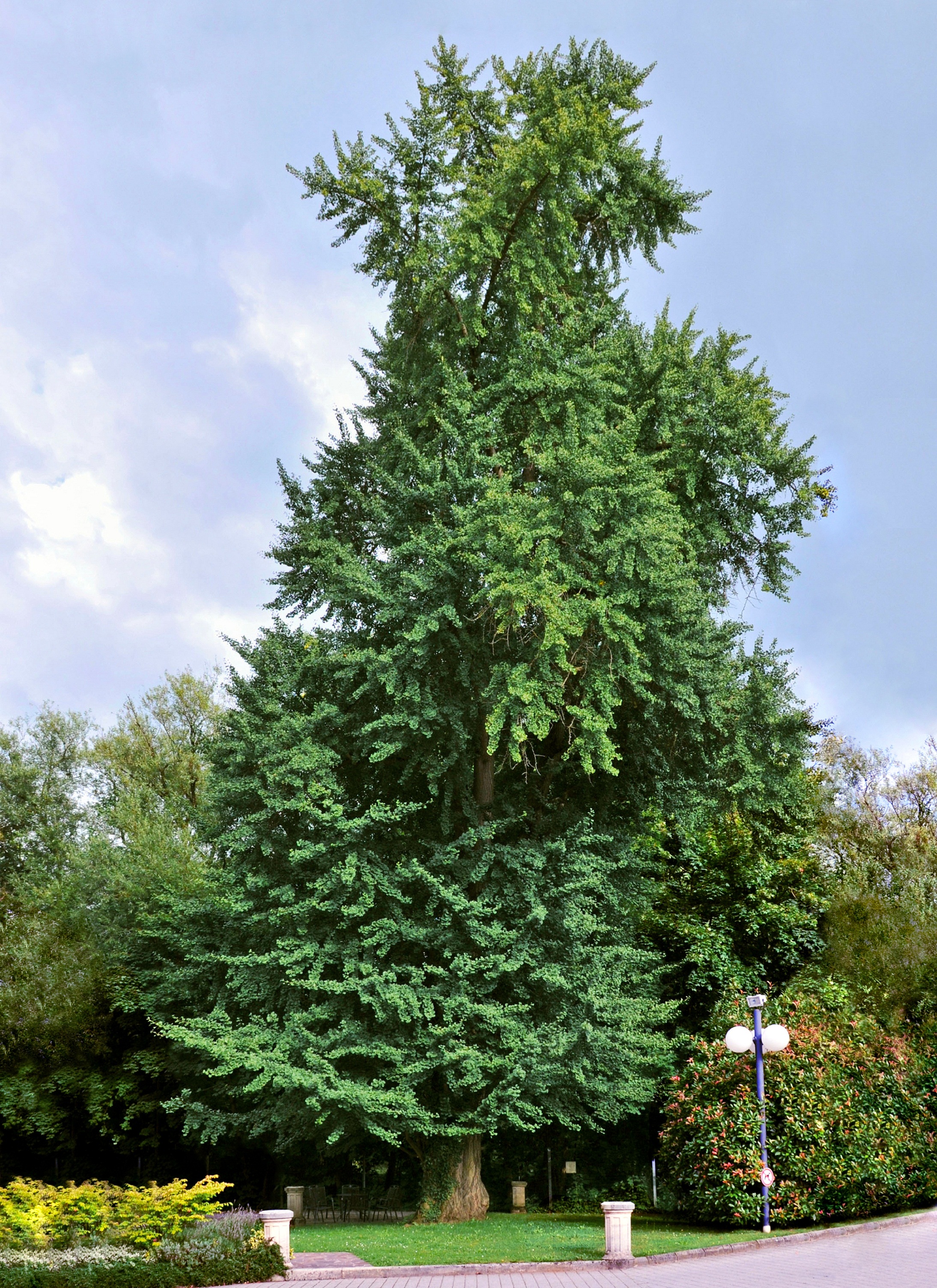 Presidential Gold Maidenhair Tree