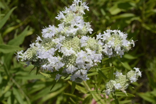 Mountain Mint