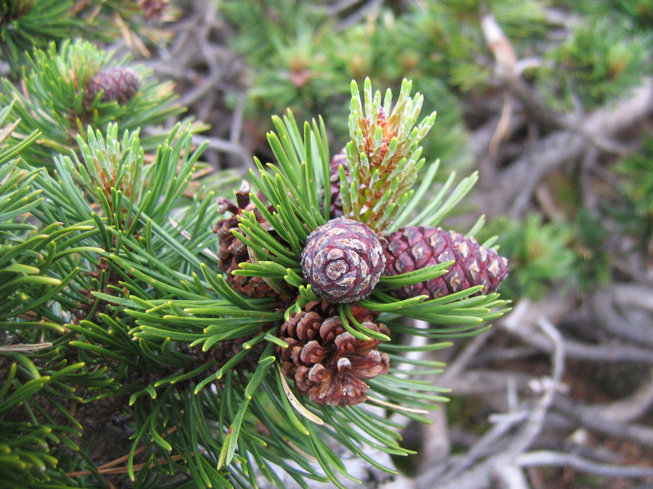 Dwarf Mountain Pine