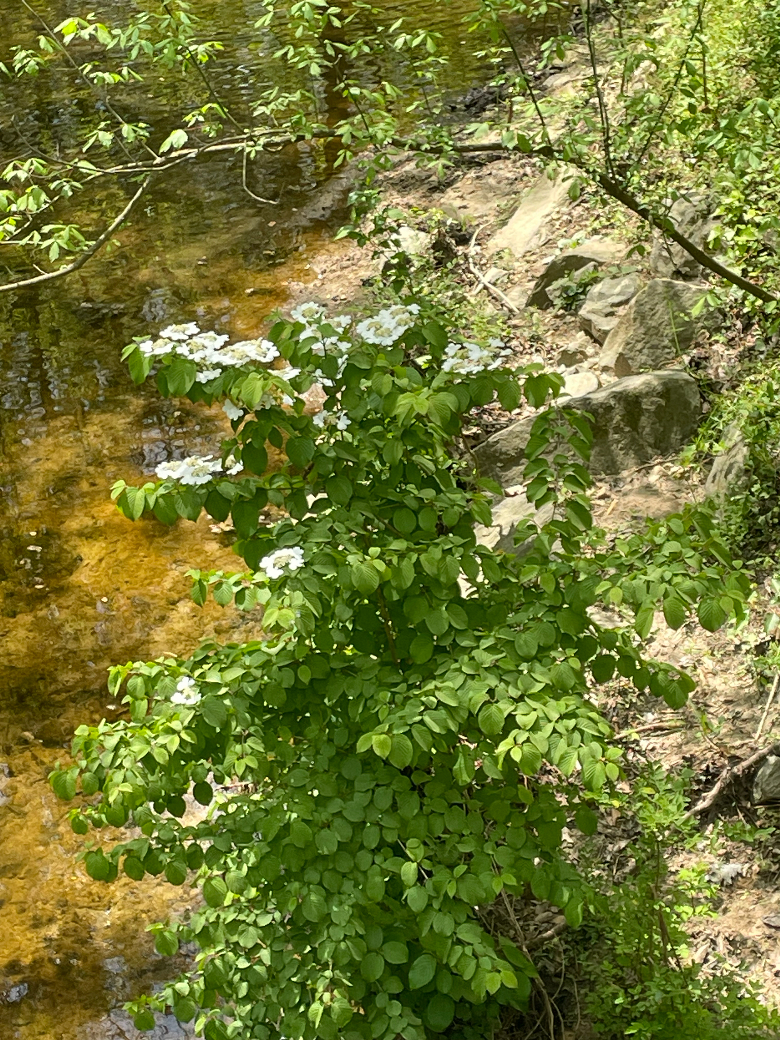 Doublefile Viburnum