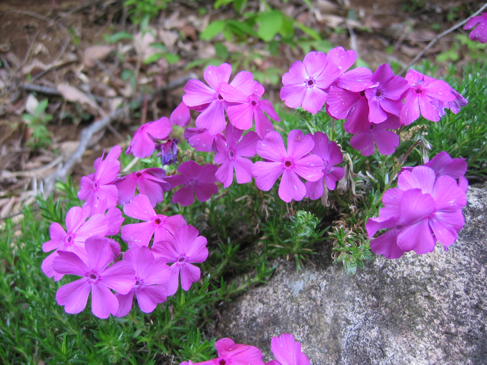 Creeping Phlox 'Purple Beauty'