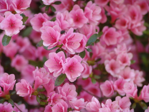 Encore Azalea