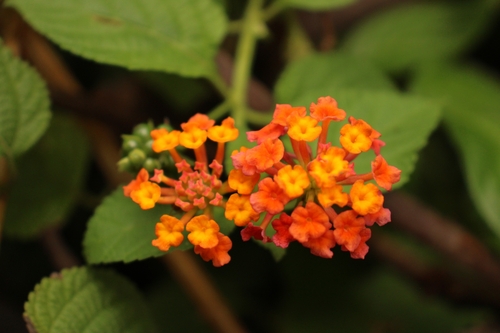 Lantana True