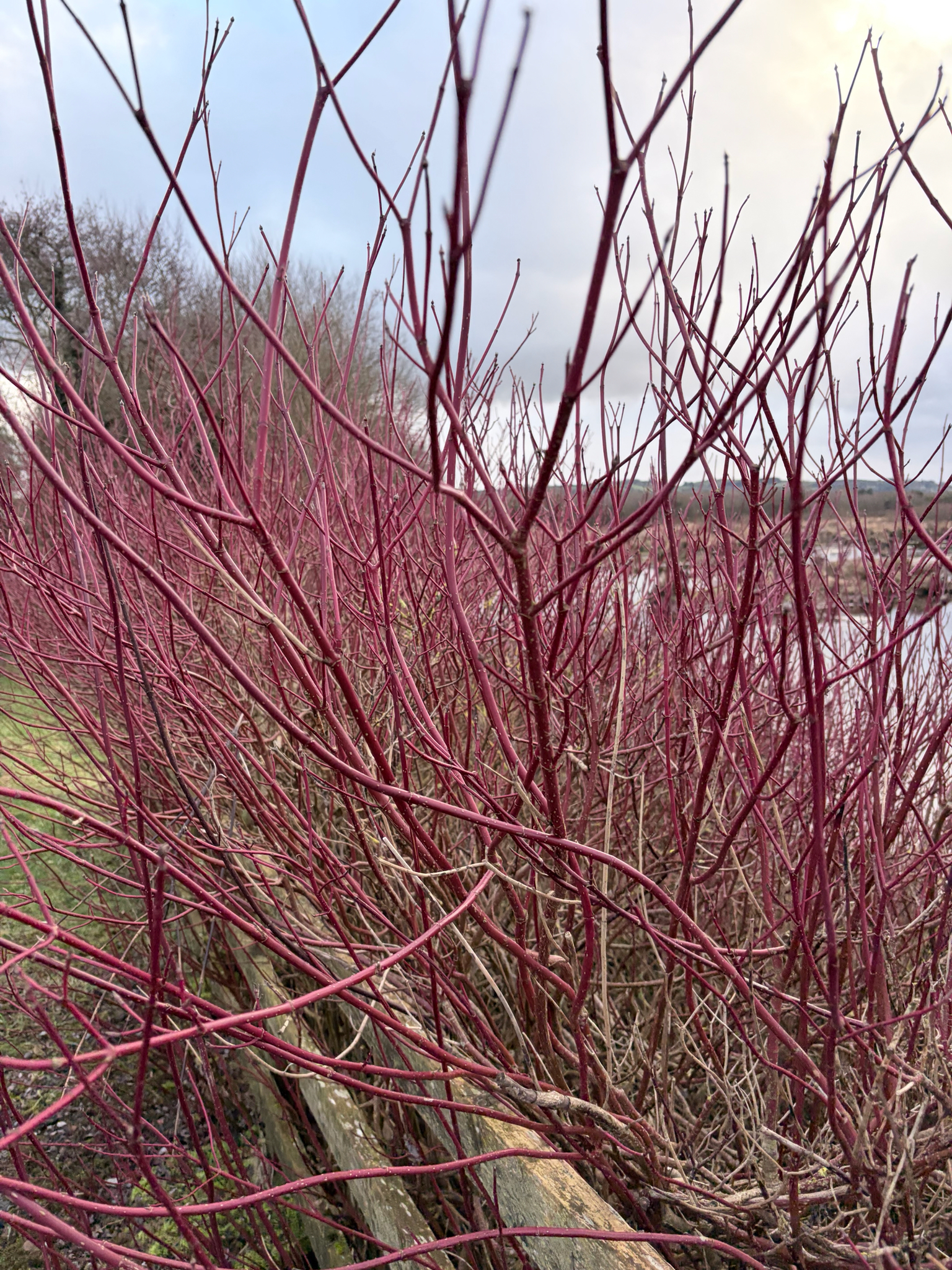 Variegated Tatarian Dogwood
