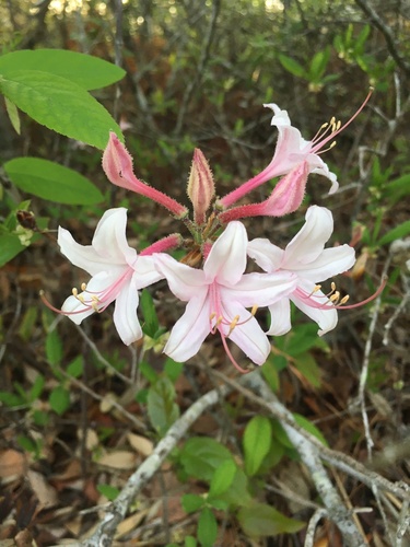 Marydel Azalea