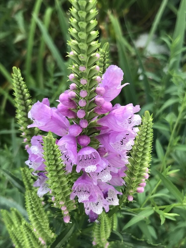 Obedient Plant