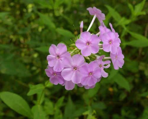 Garden Phlox