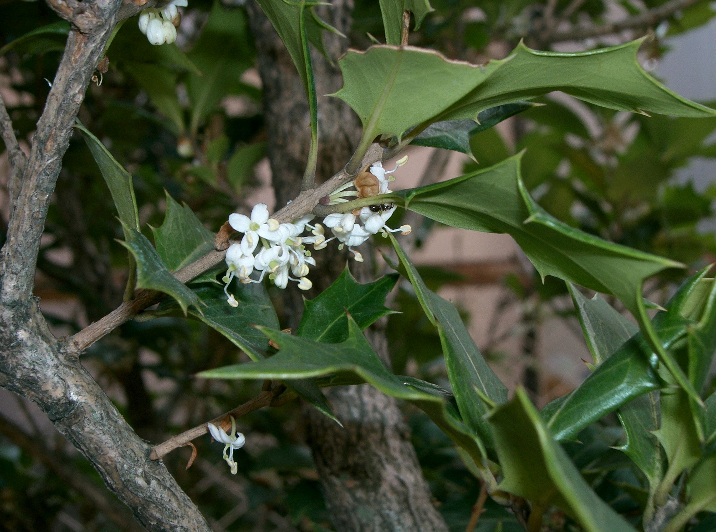 Goshiki False Holly