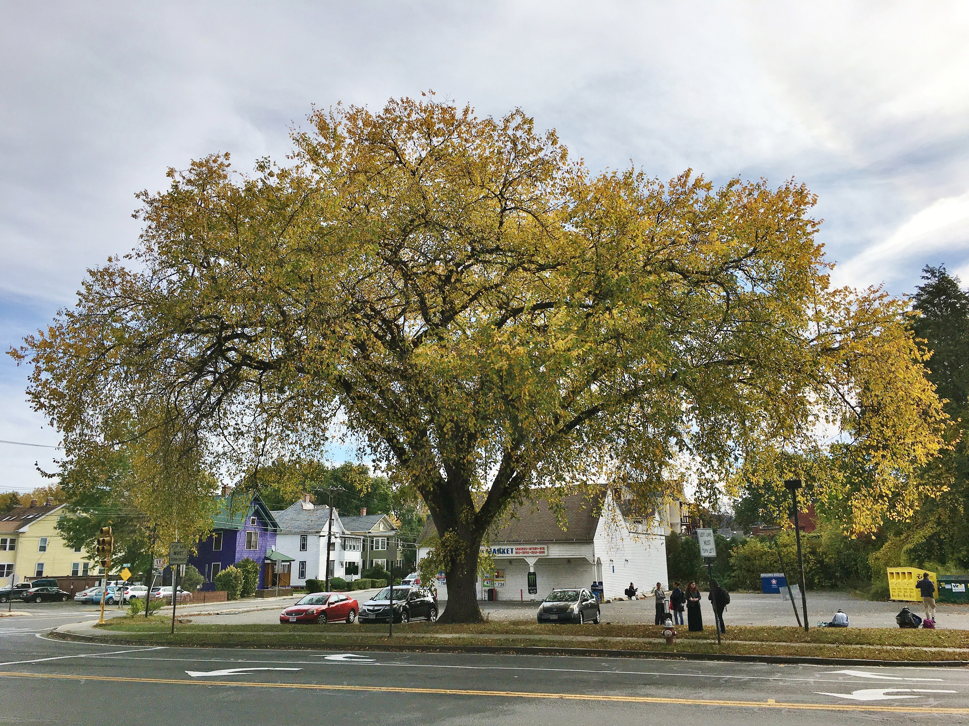 Princeton American Elm