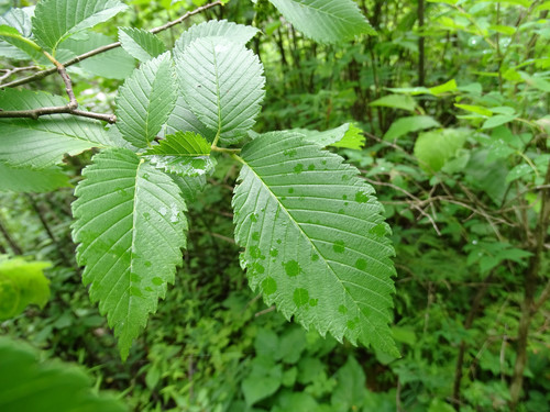 Princeton American Elm