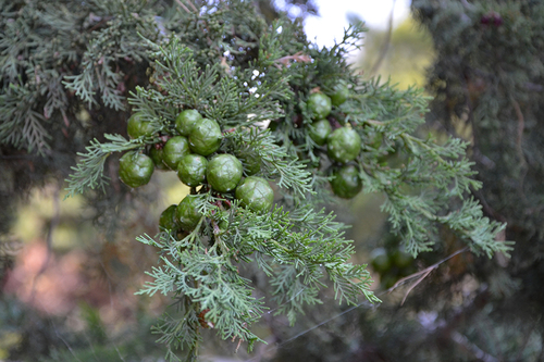 Italian Cypress