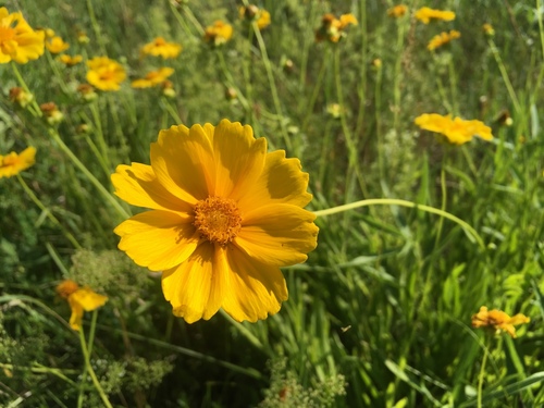 Lanceleaf Tickseed