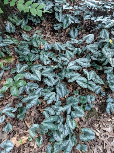 Chinese Wild Ginger