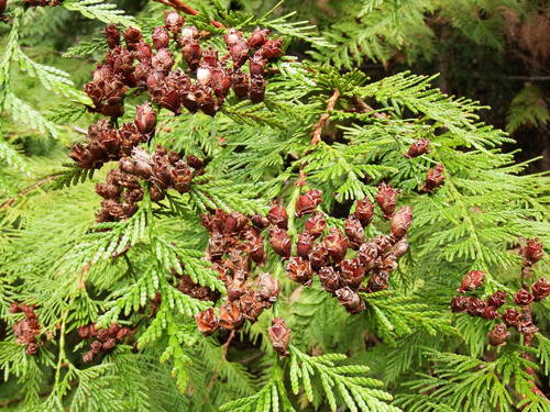 Southern Living Arborvitae