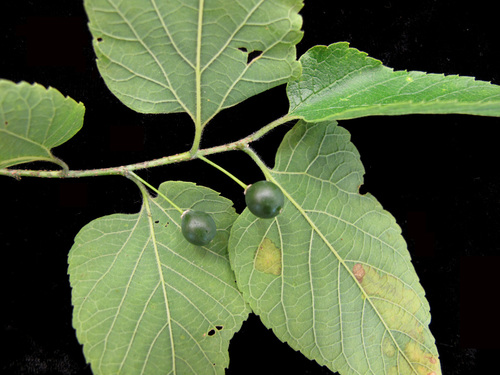 Hackberry