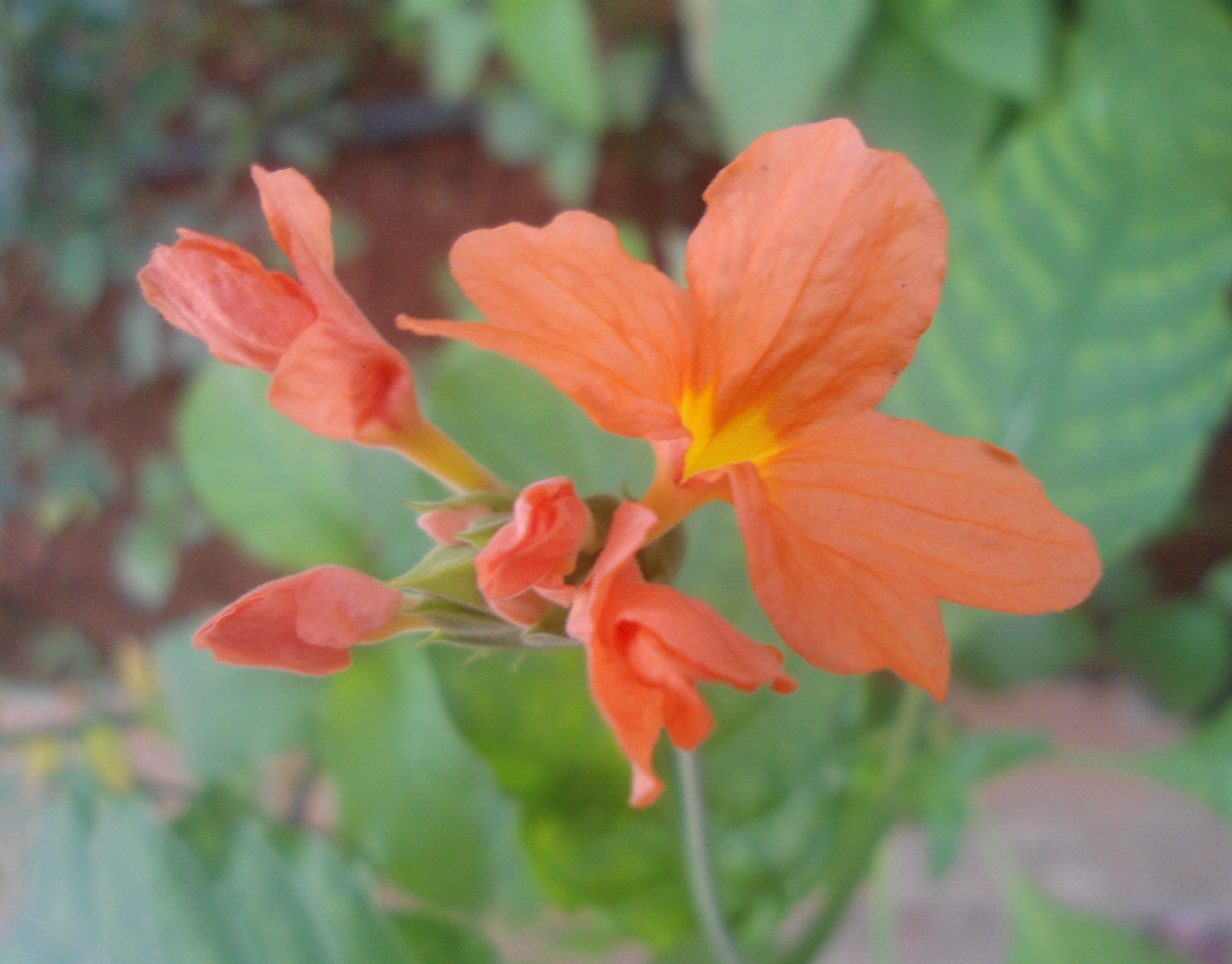 Firecracker Flower True