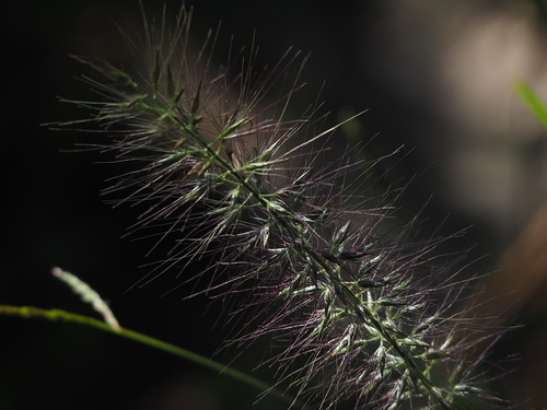 Dwarf Fountain Grass
