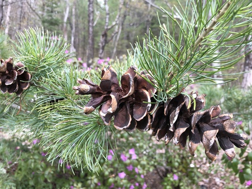Japanese White Pine 'Cleary'
