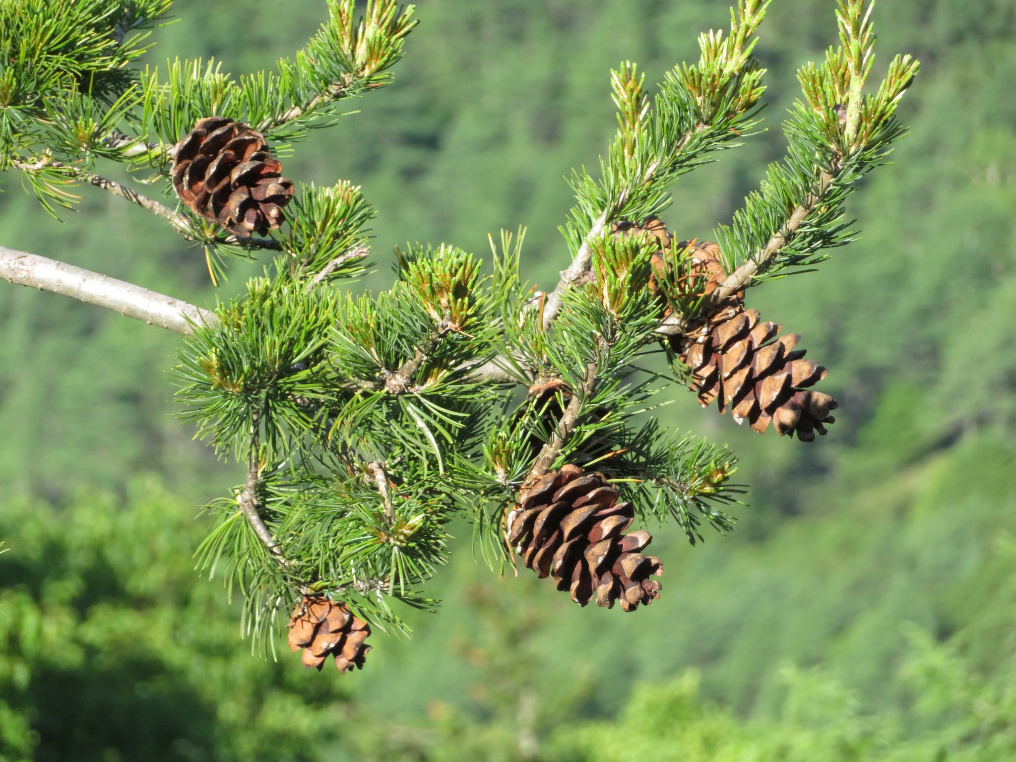 Japanese White Pine 'Cleary'