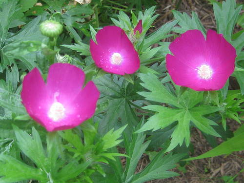 Purple Poppy Mallow