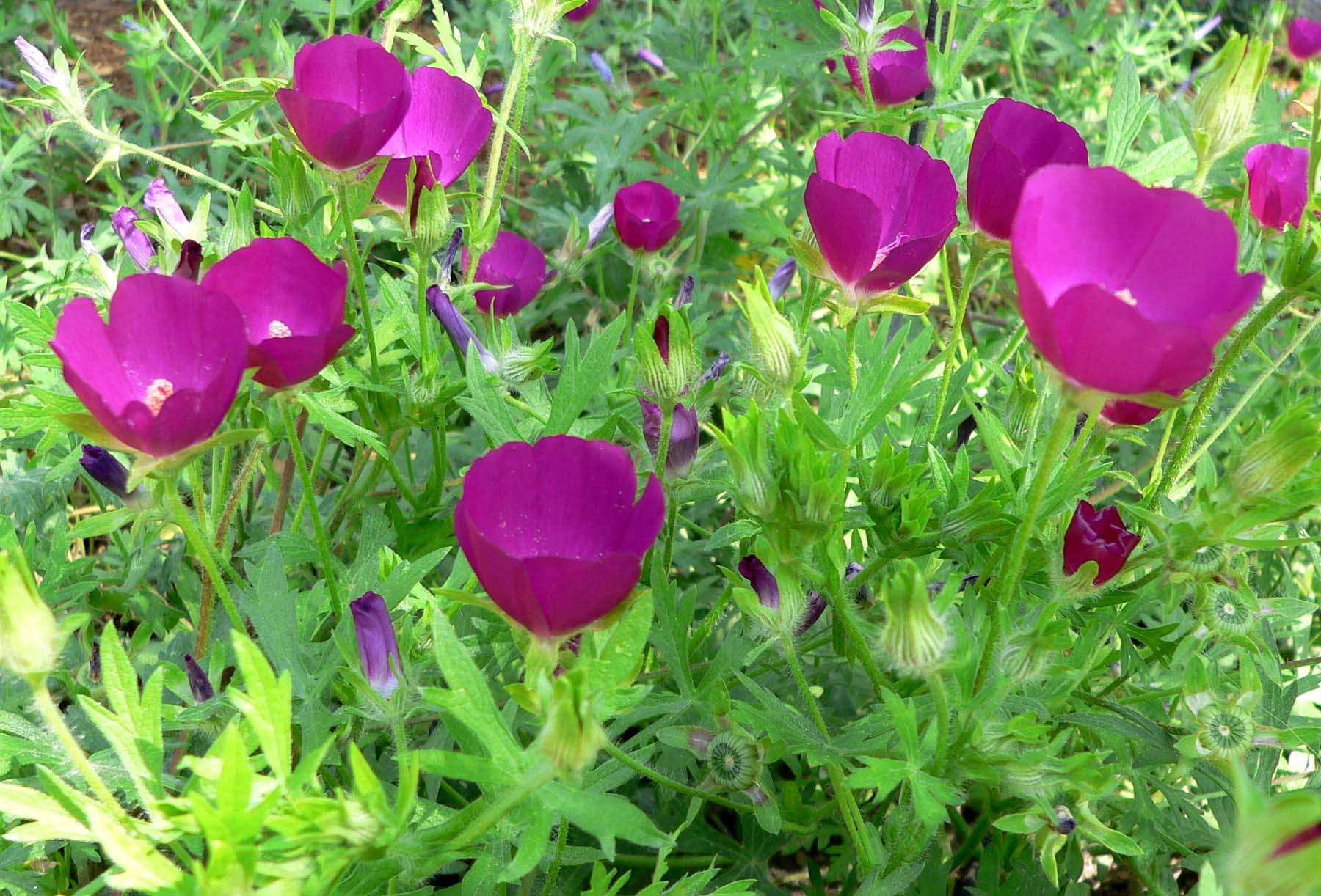 Purple Poppy Mallow