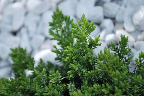 Dwarf Japanese Garden Juniper