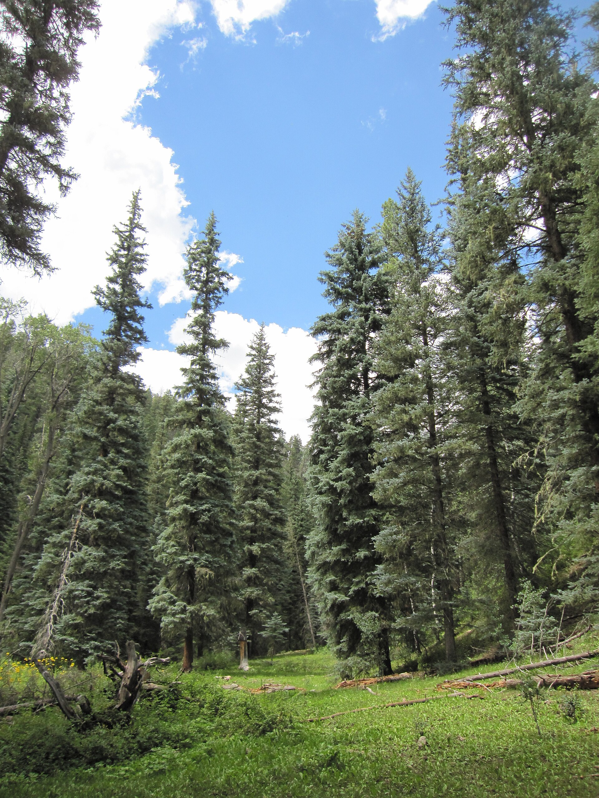Dwarf Blue Spruce