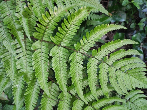 Japanese Shield Fern 'Brilliance'