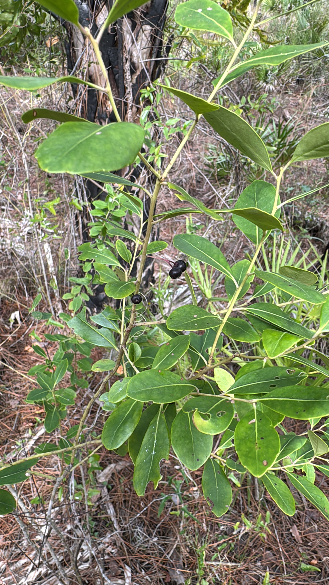Oakland Holly