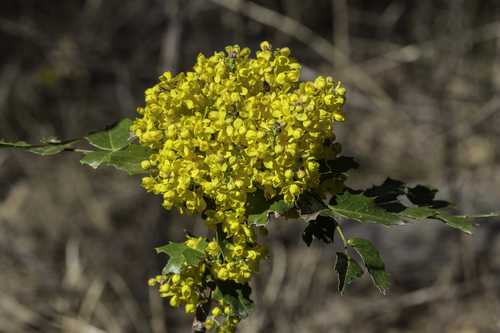 Compact Oregon Grape