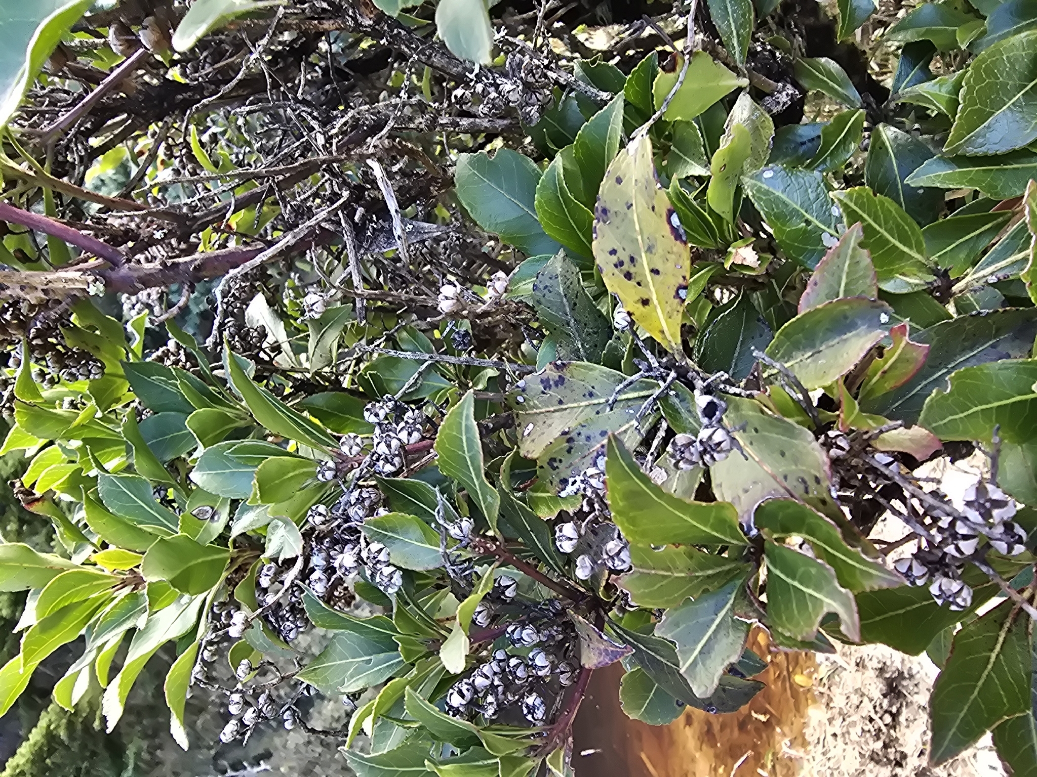 Japanese Andromeda 'True'