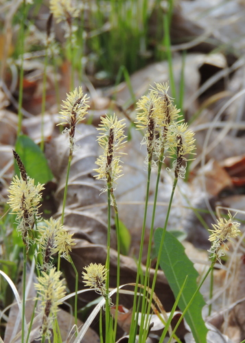Pennsylvania Sedge