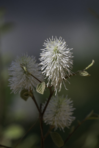 Dwarf Fothergilla