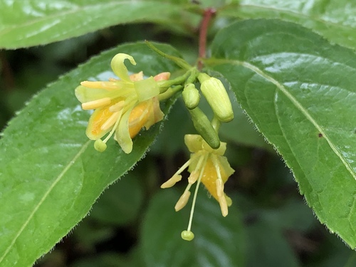 Proven Winners Bush Honeysuckle True