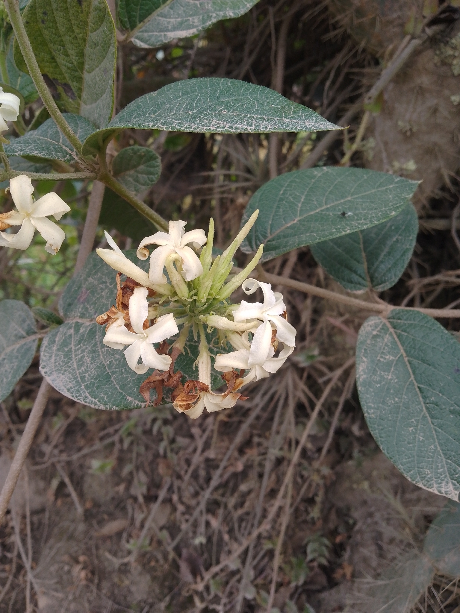 Mandevilla Staked