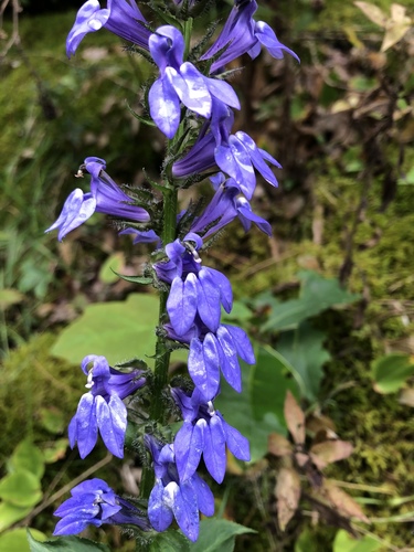 Blue Cardinal Flower