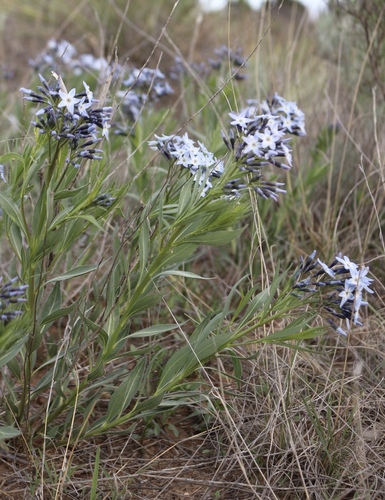 Proven Winners Bluestar True