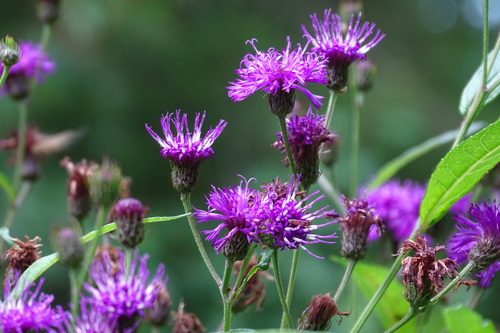 Ironweed