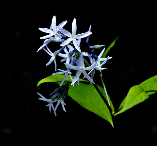 Bluestar