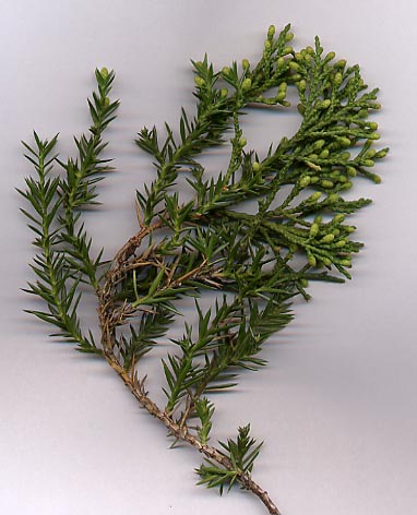 Hollywood Juniper