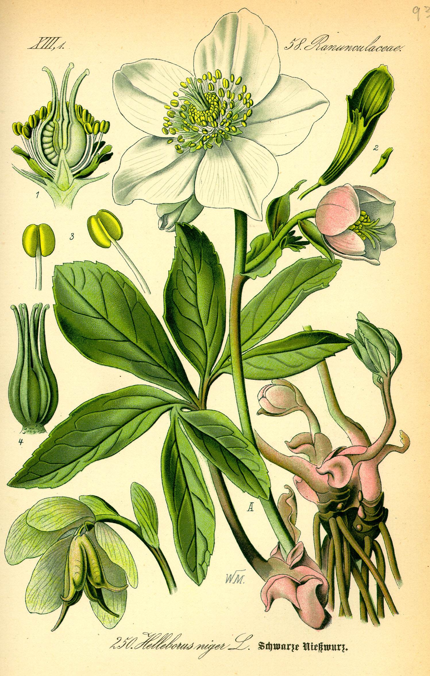 Lenten Rose