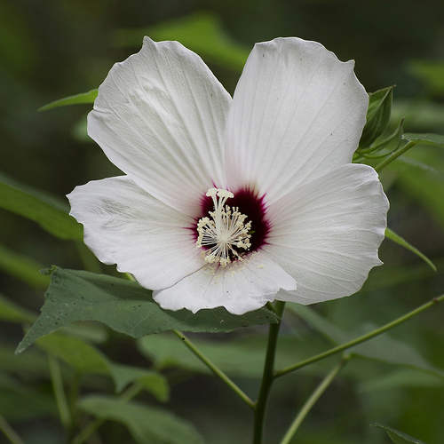 Rose Mallow