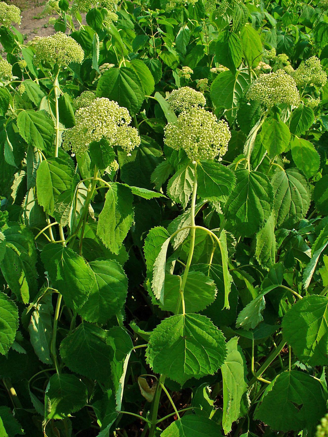 Invincibelle Limetta Smooth Hydrangea
