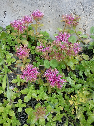 Dragon's Blood Creeping Stonecrop