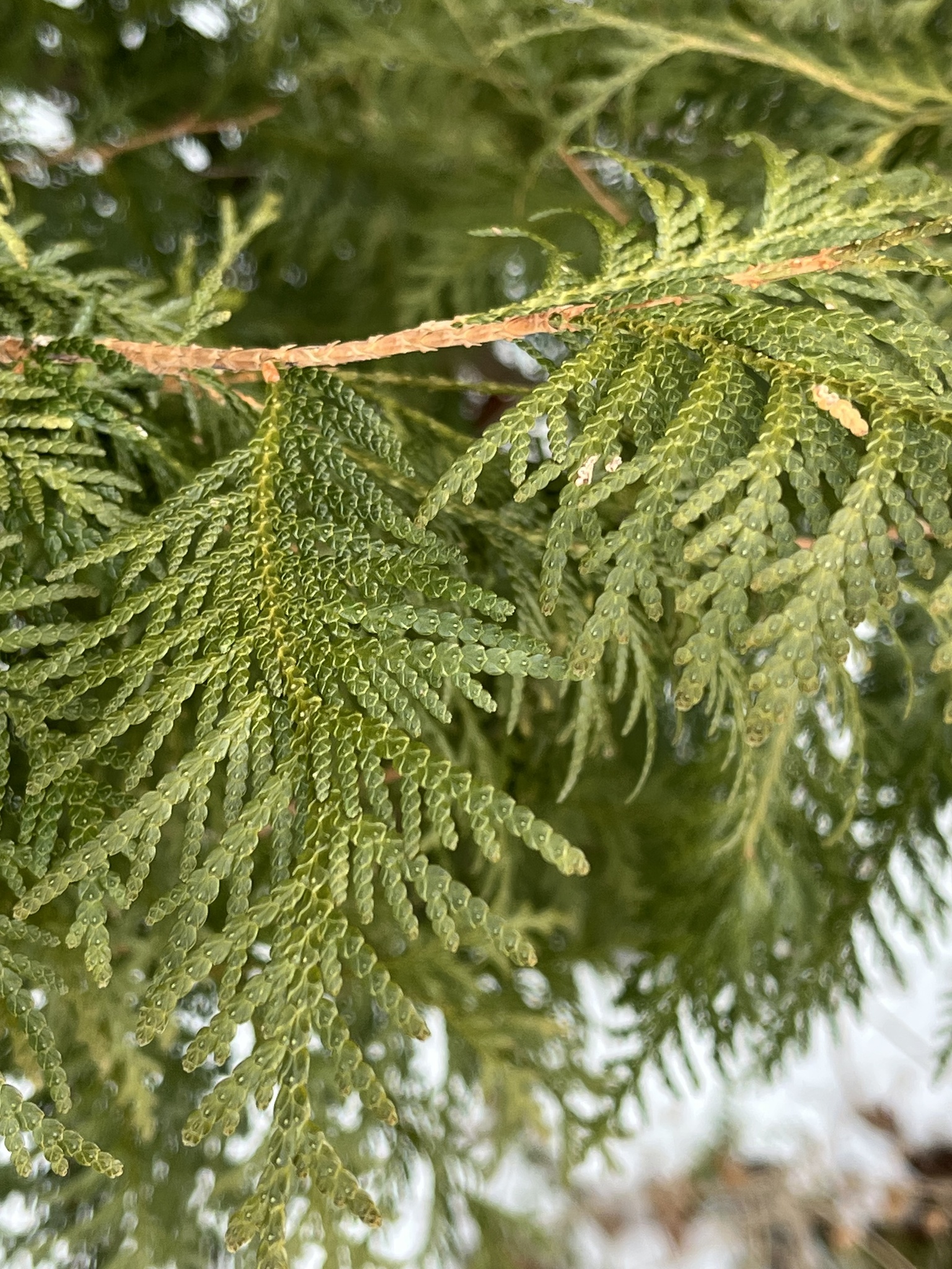 American Arborvitae